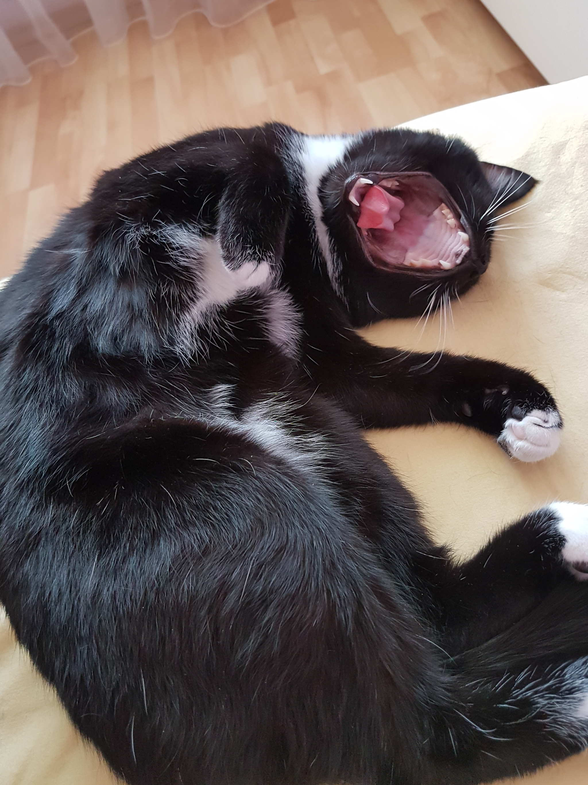 Cats