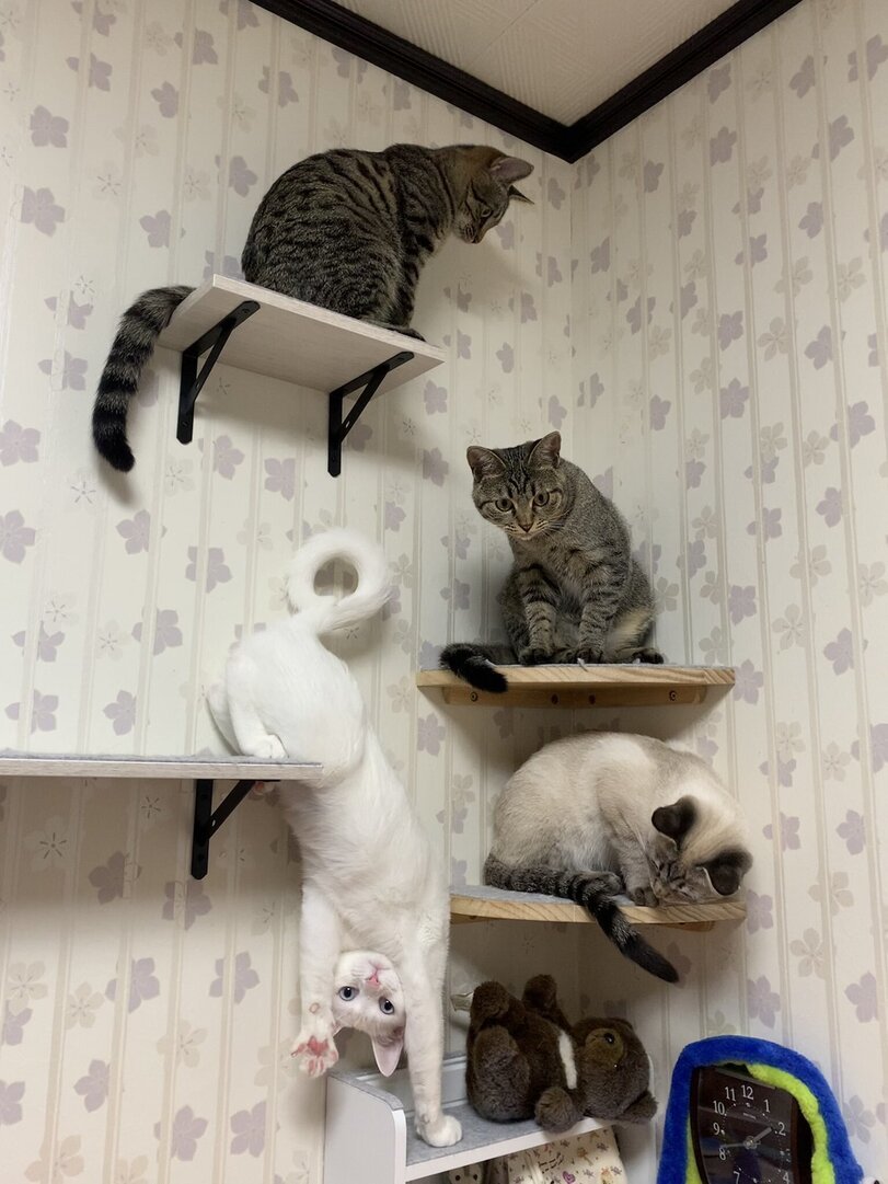 Cats