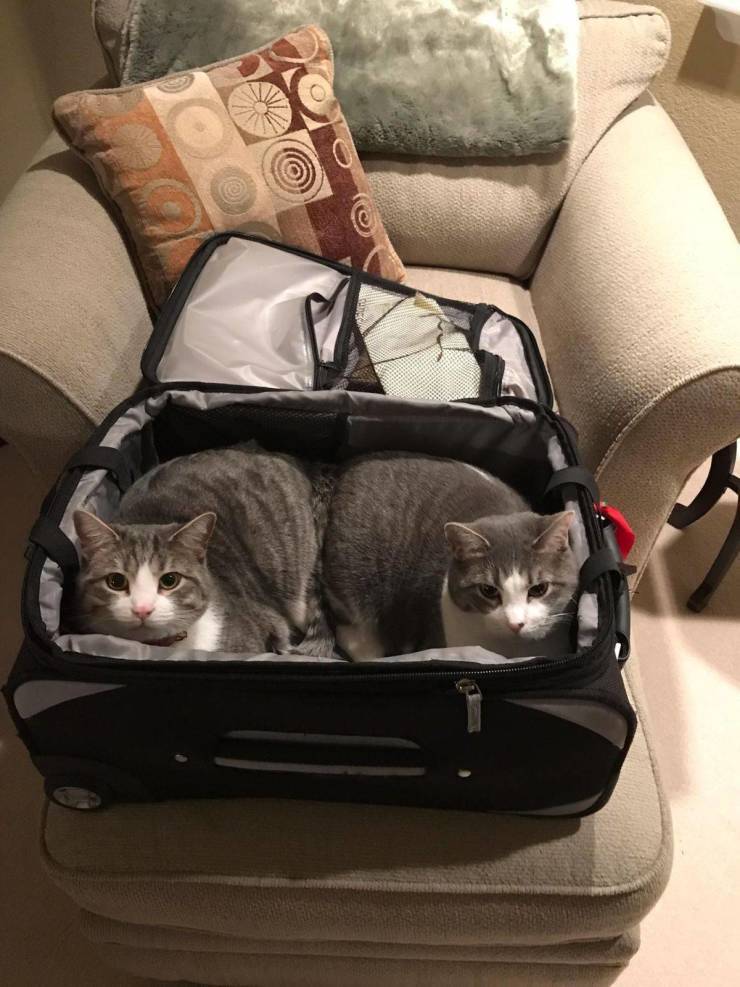 Cats