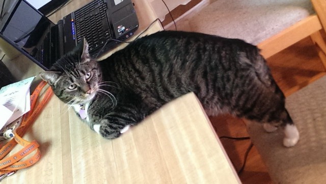 Cats