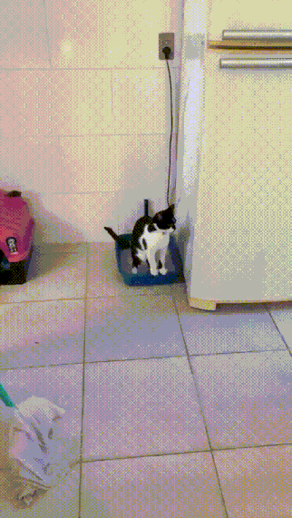 Cats