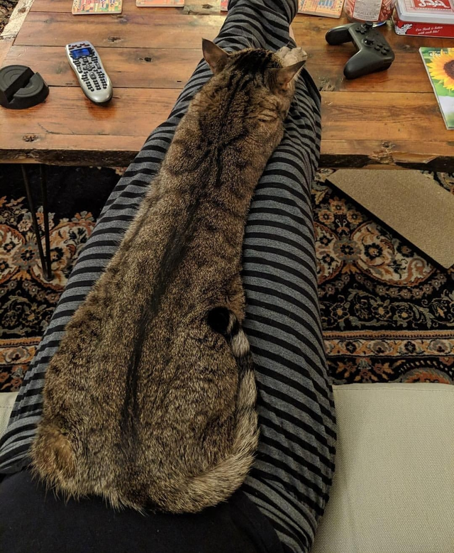 Cats