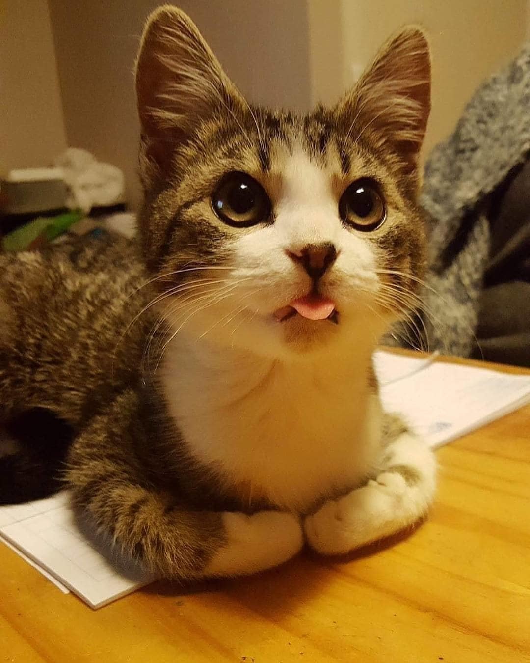 Cats