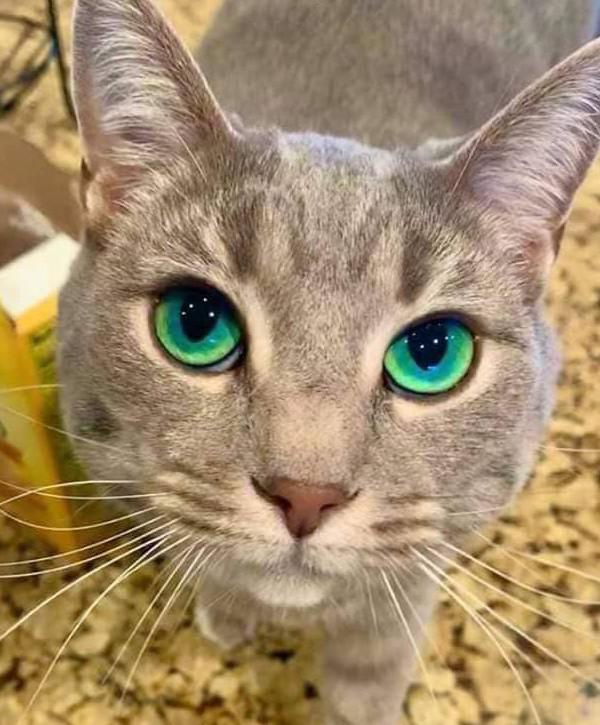 Cats