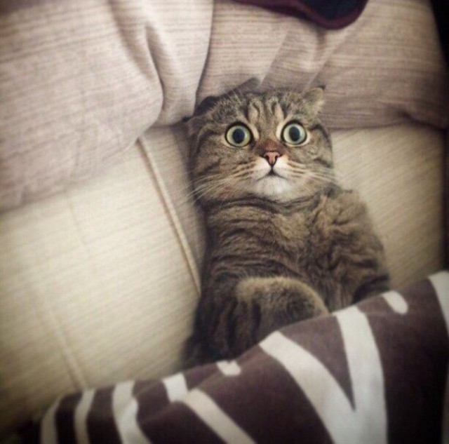 Cats