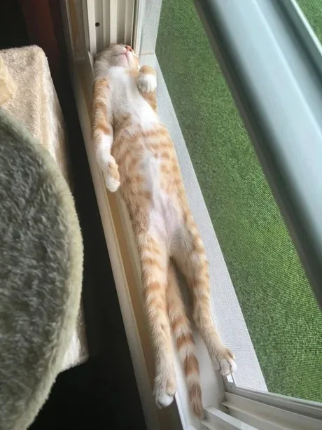 Cats