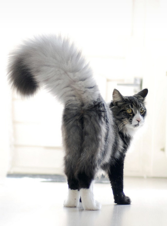 Cats
