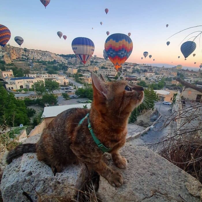 Cats