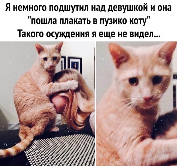 Cats