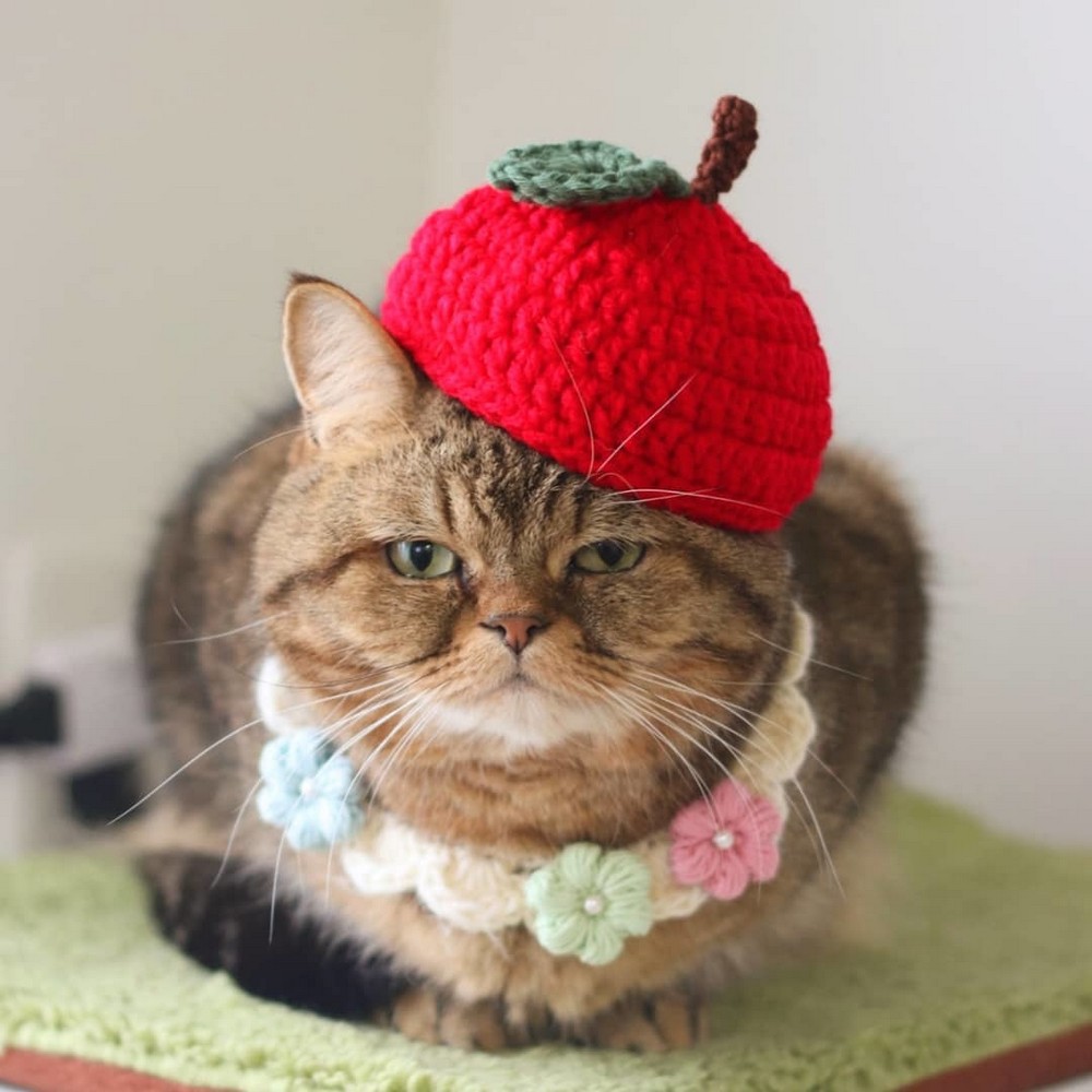 Cats
