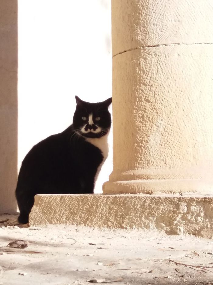 Cats