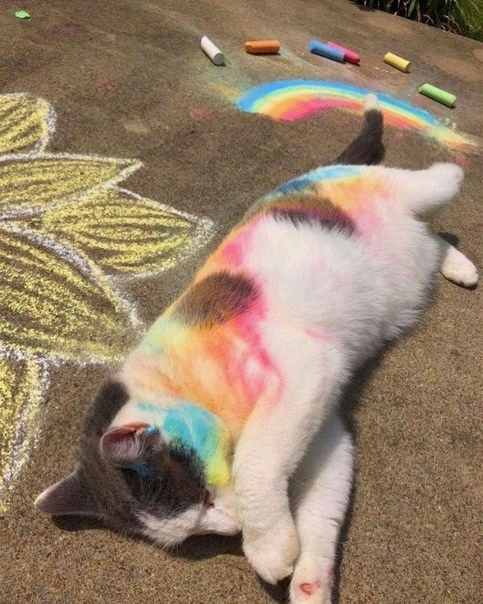 Cats