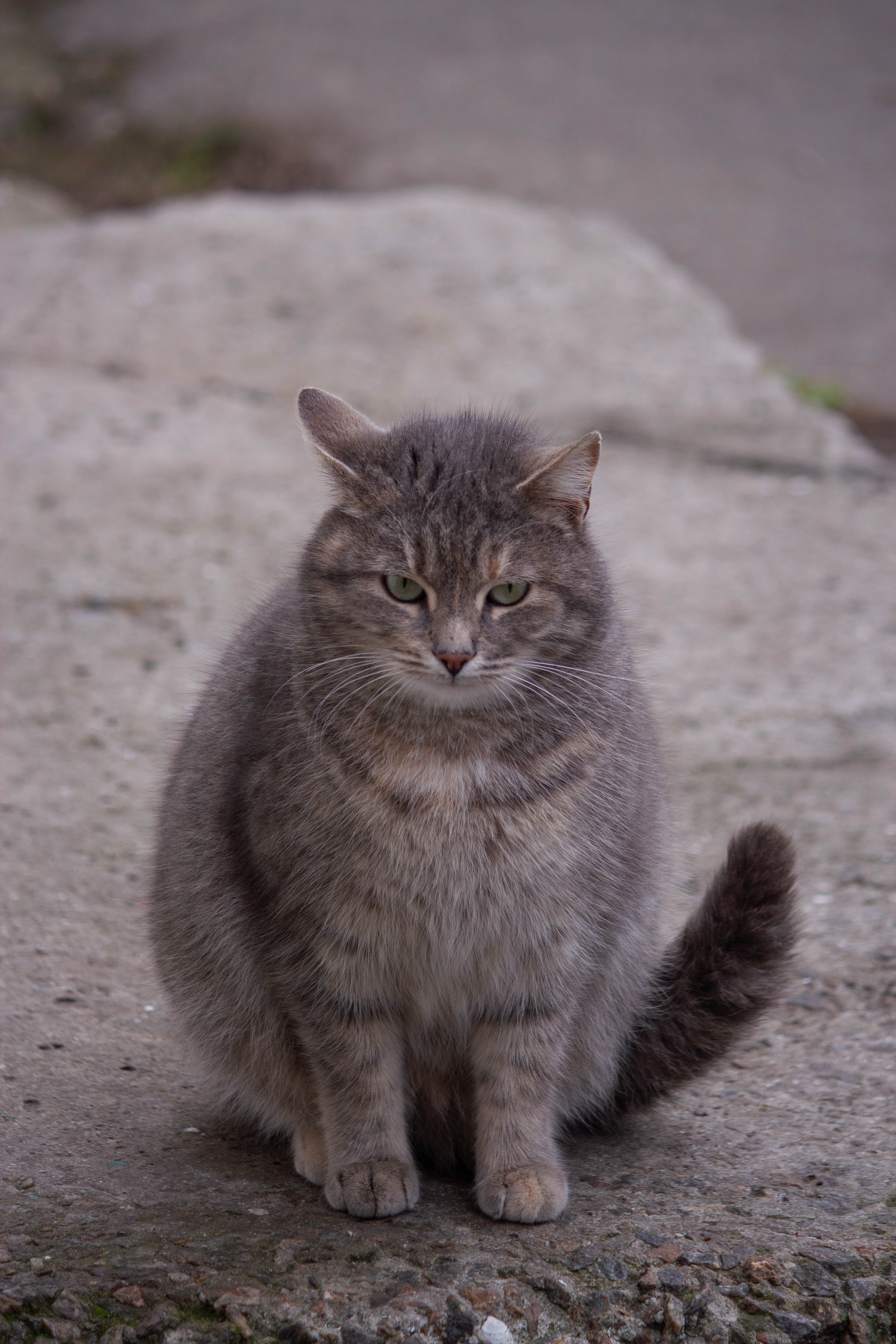 Cats