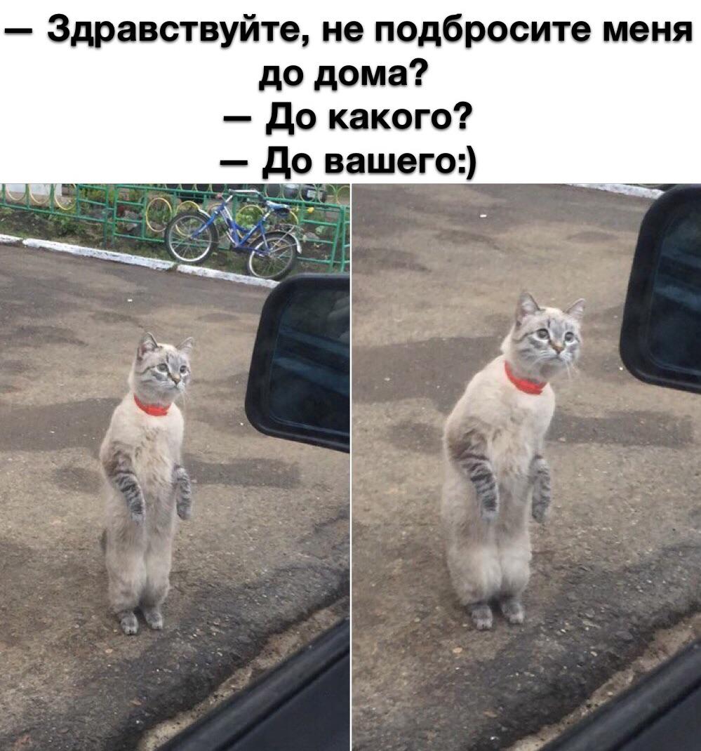Cats