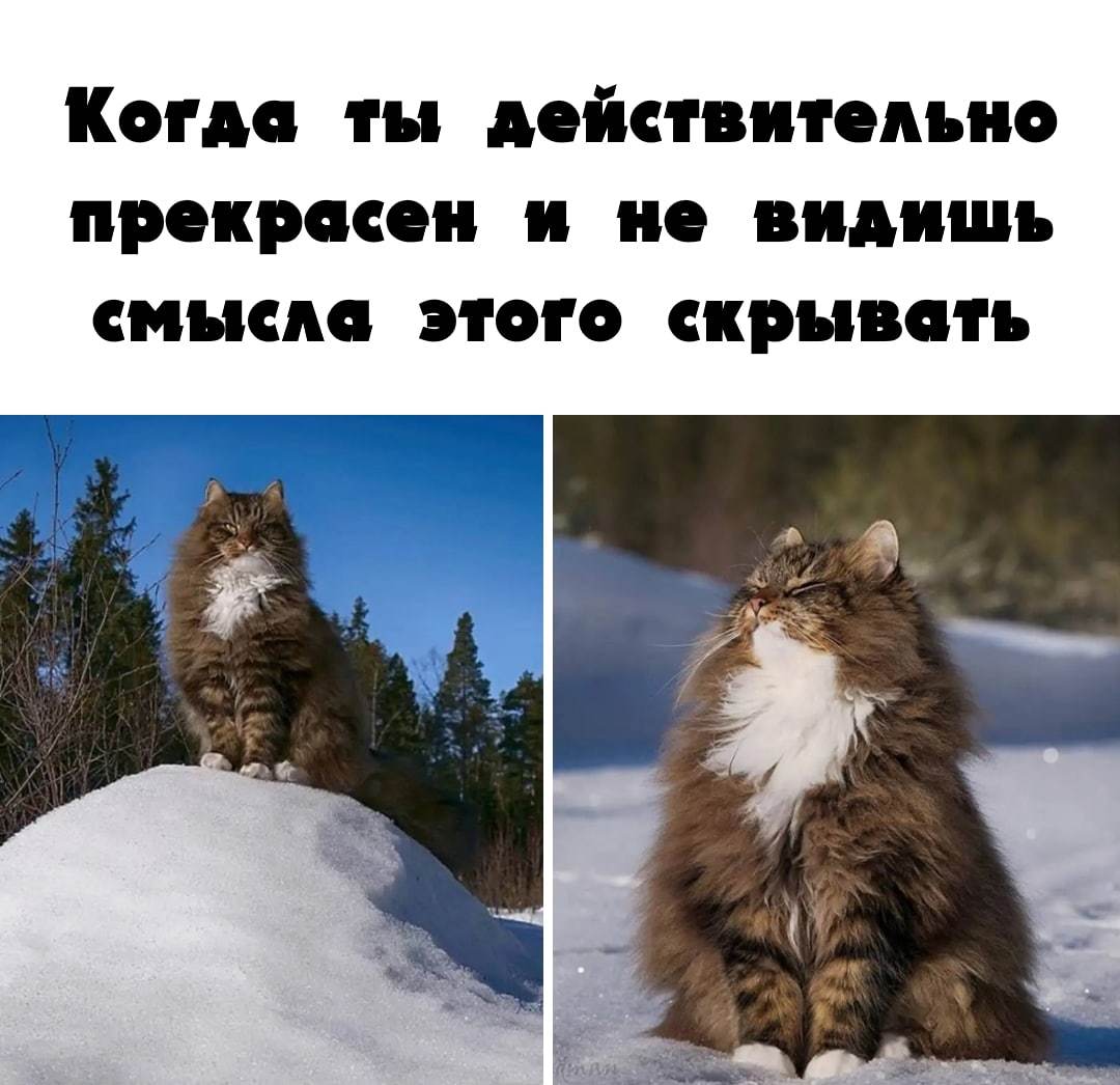 Cats
