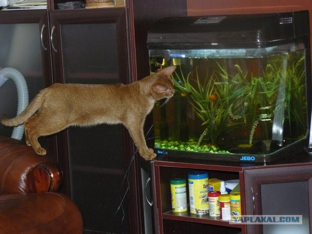 Cats
