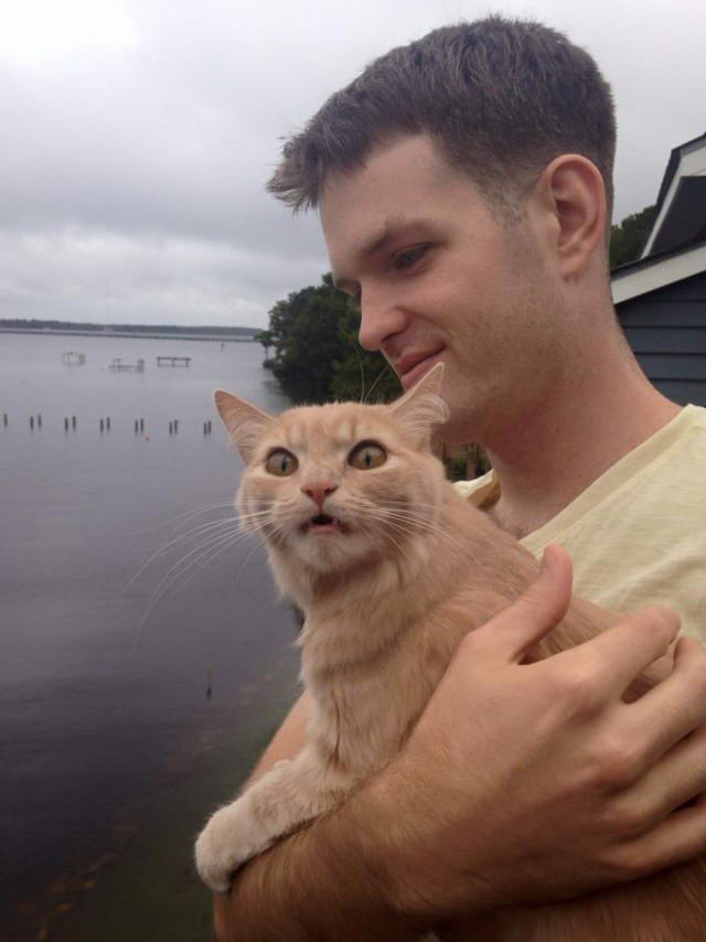 Cats