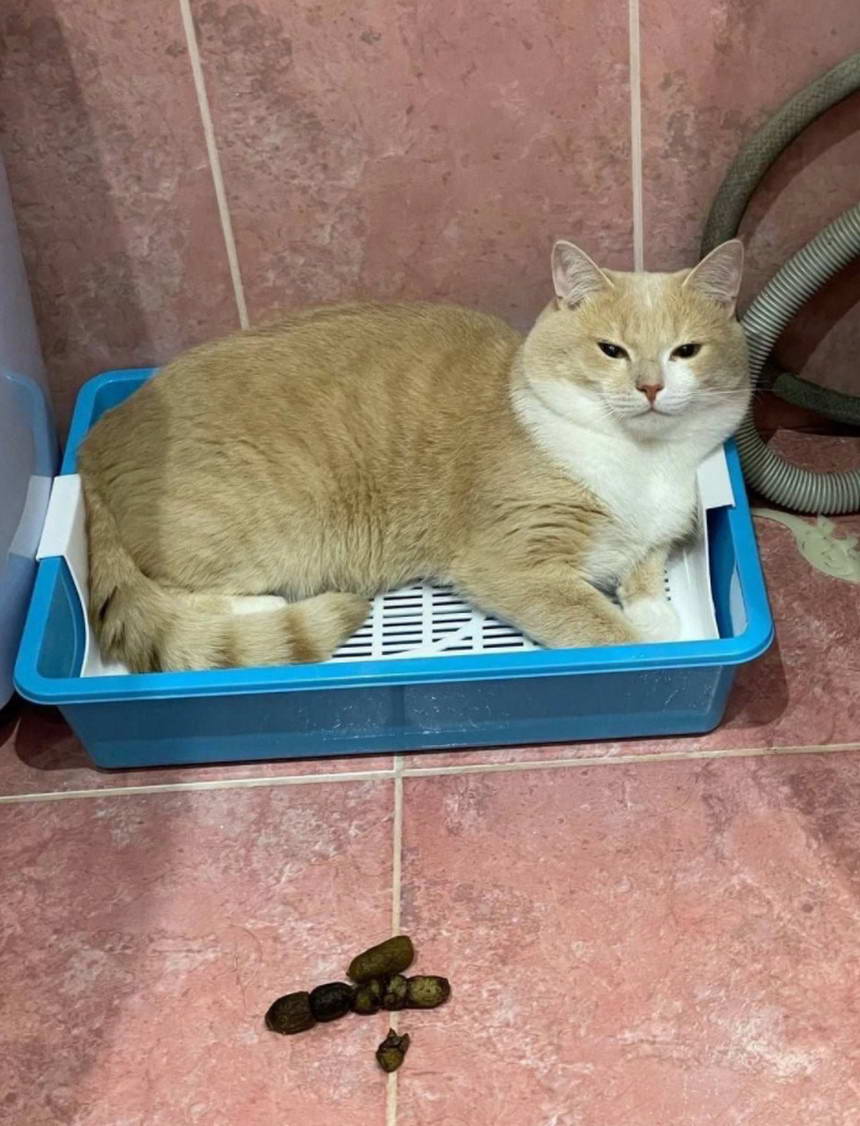 Cats