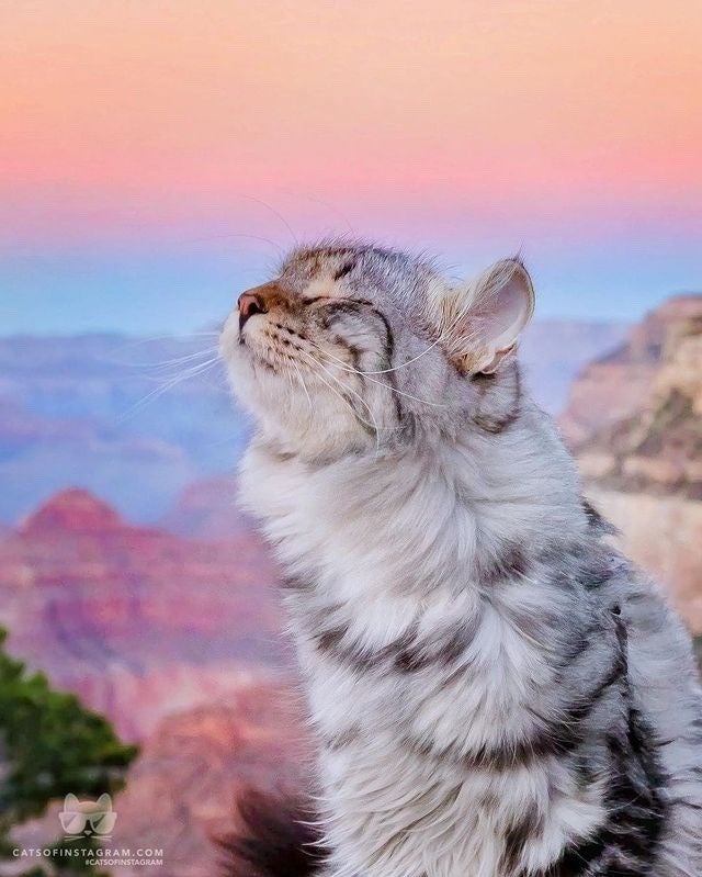 Cats