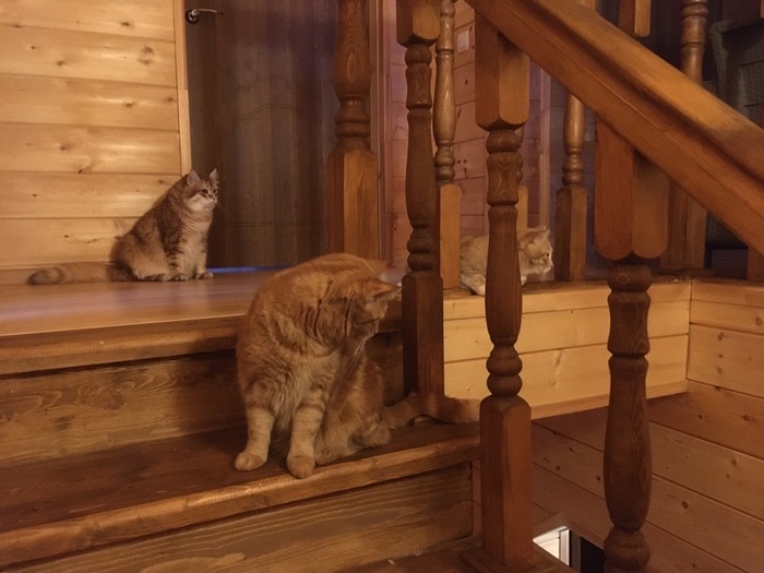 Cats