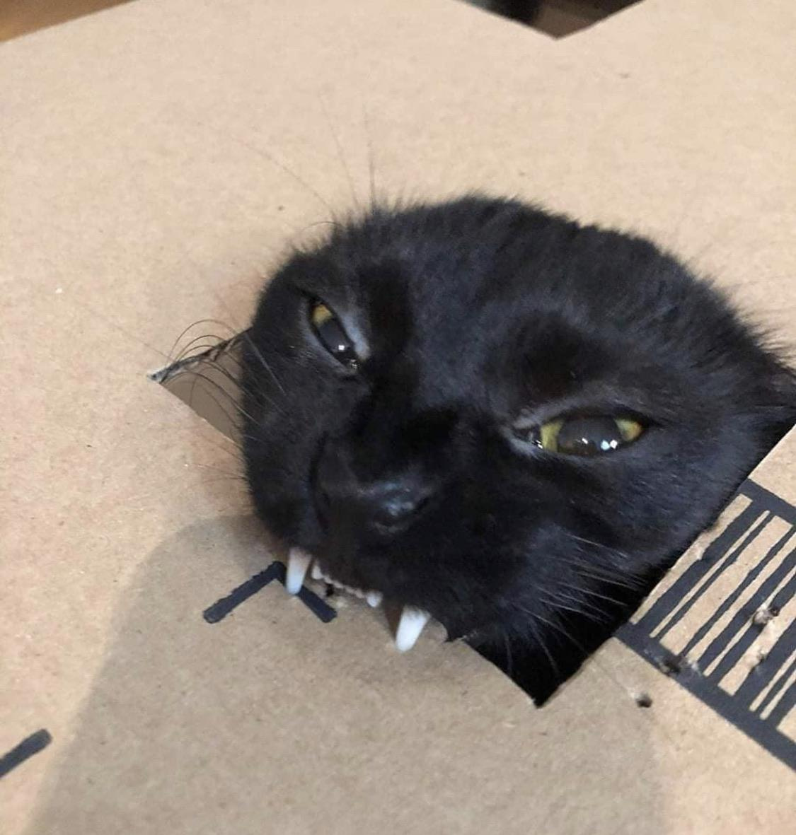 Cats