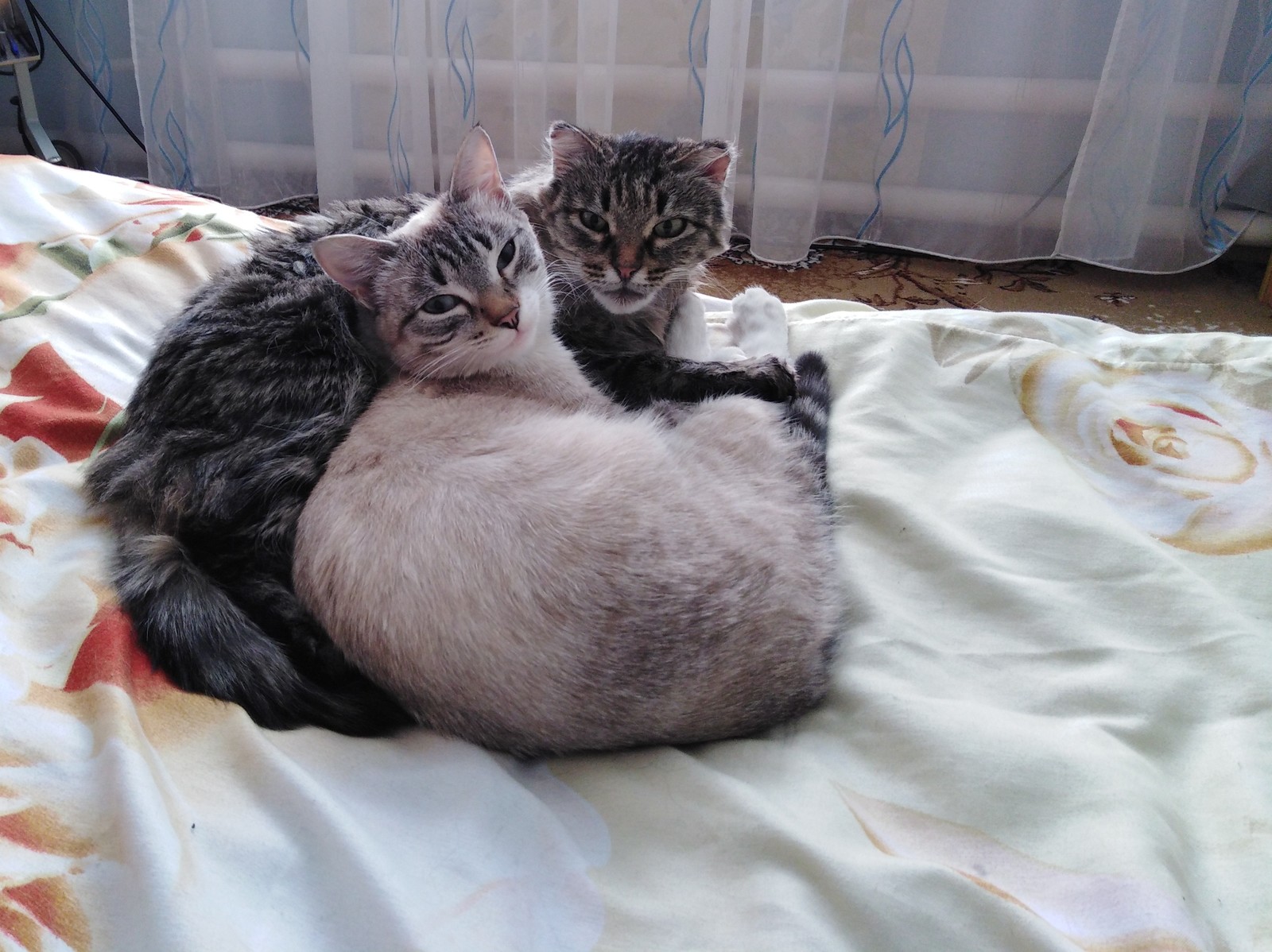 Cats