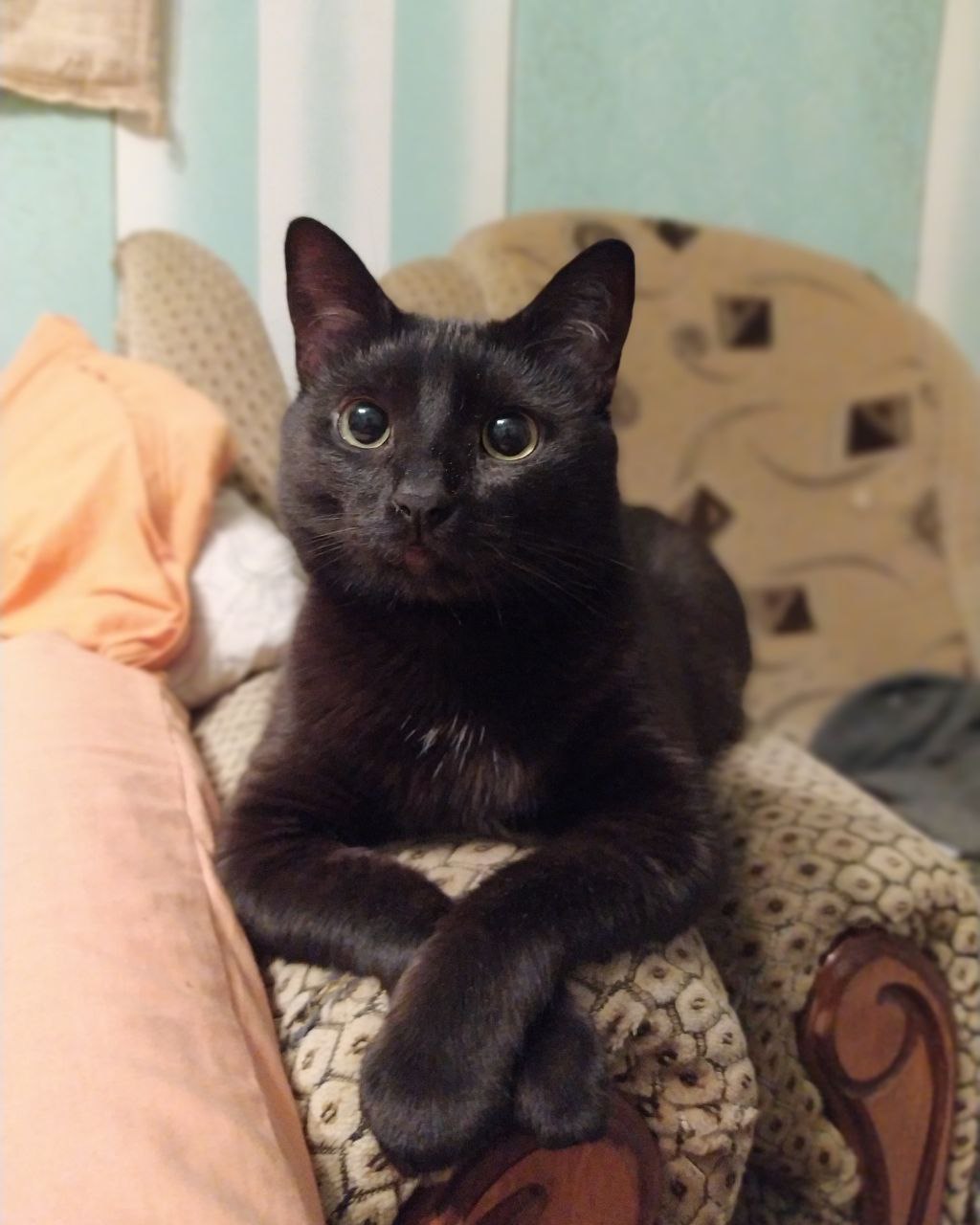 Cats