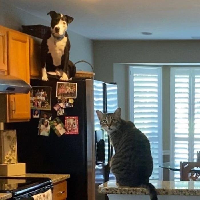 Cats
