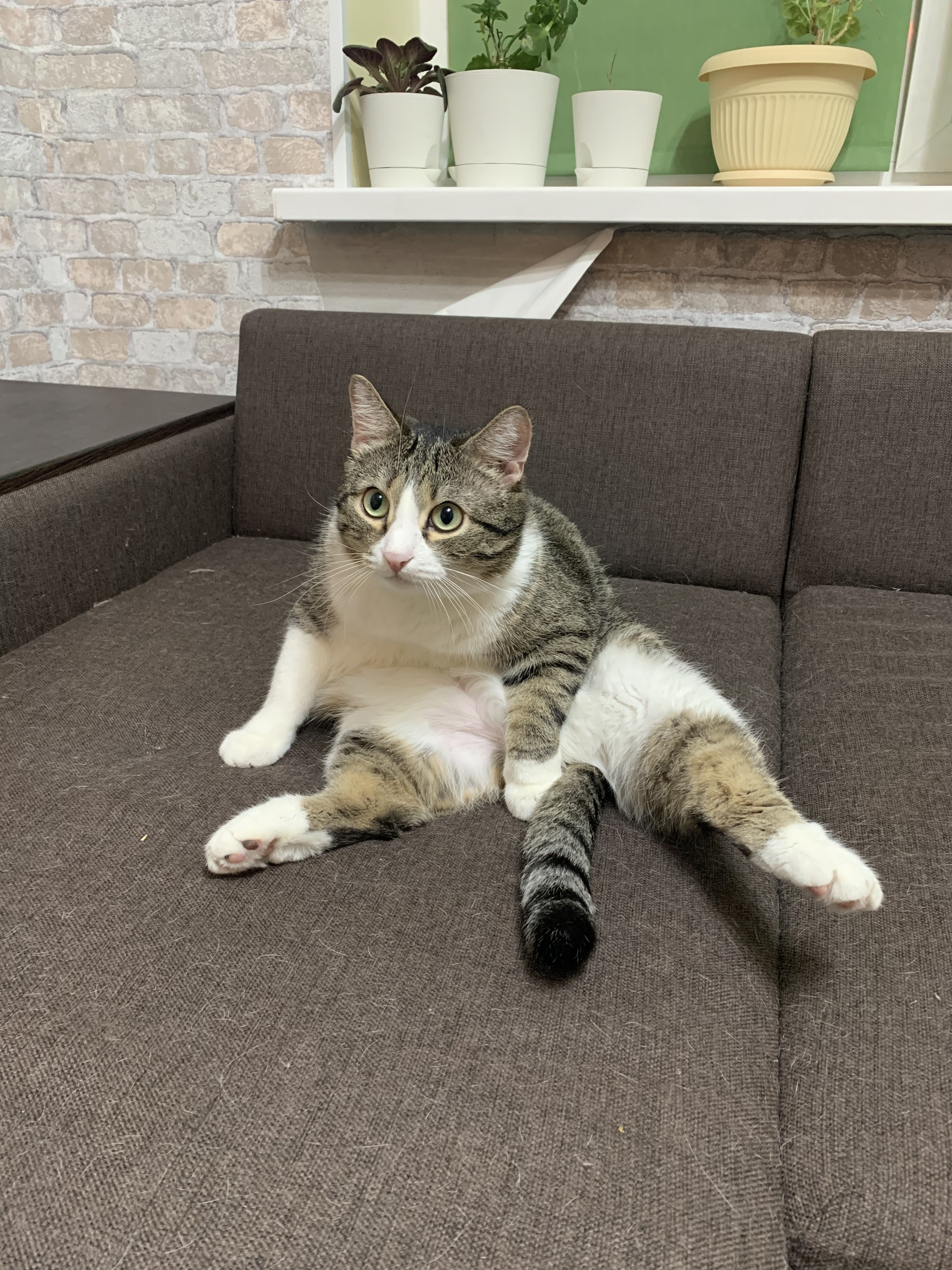 Cats