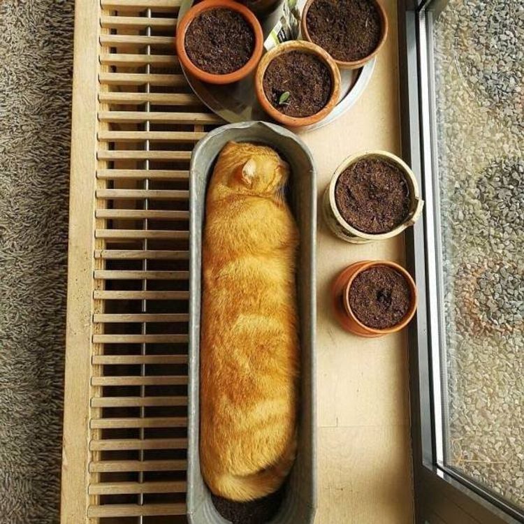 Cats