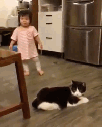 Cats