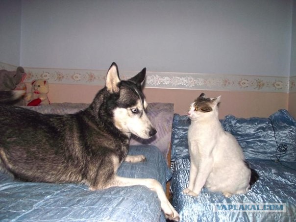 Cats