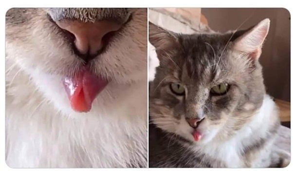 Cats