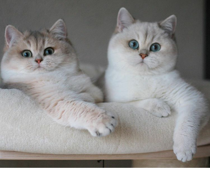 Cats