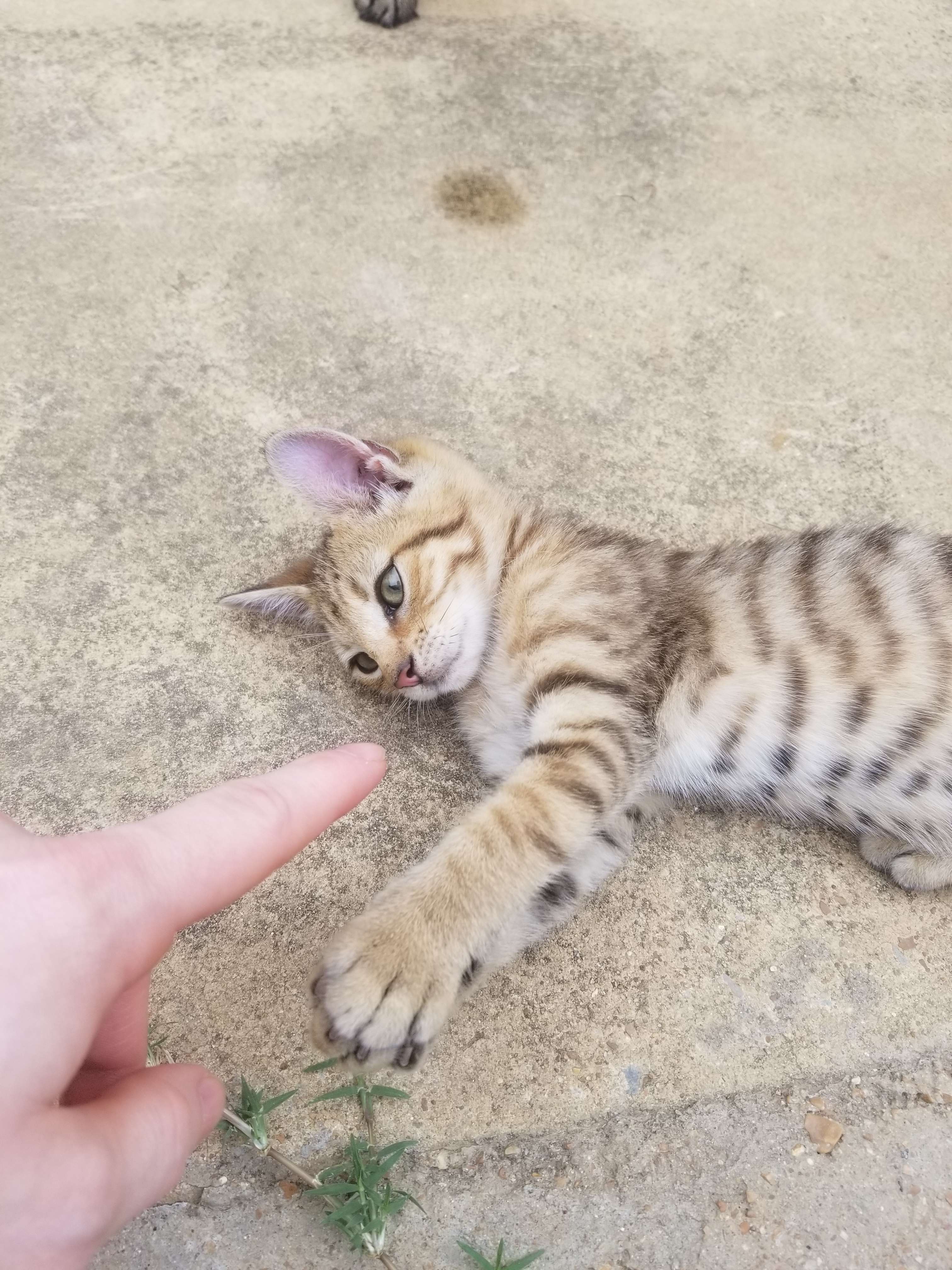 Cats