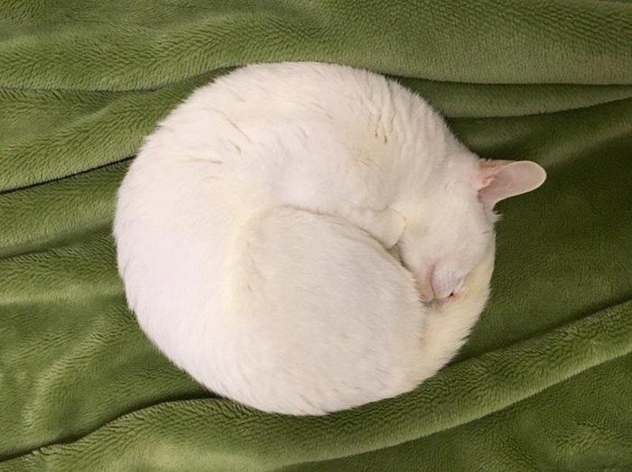 Cats