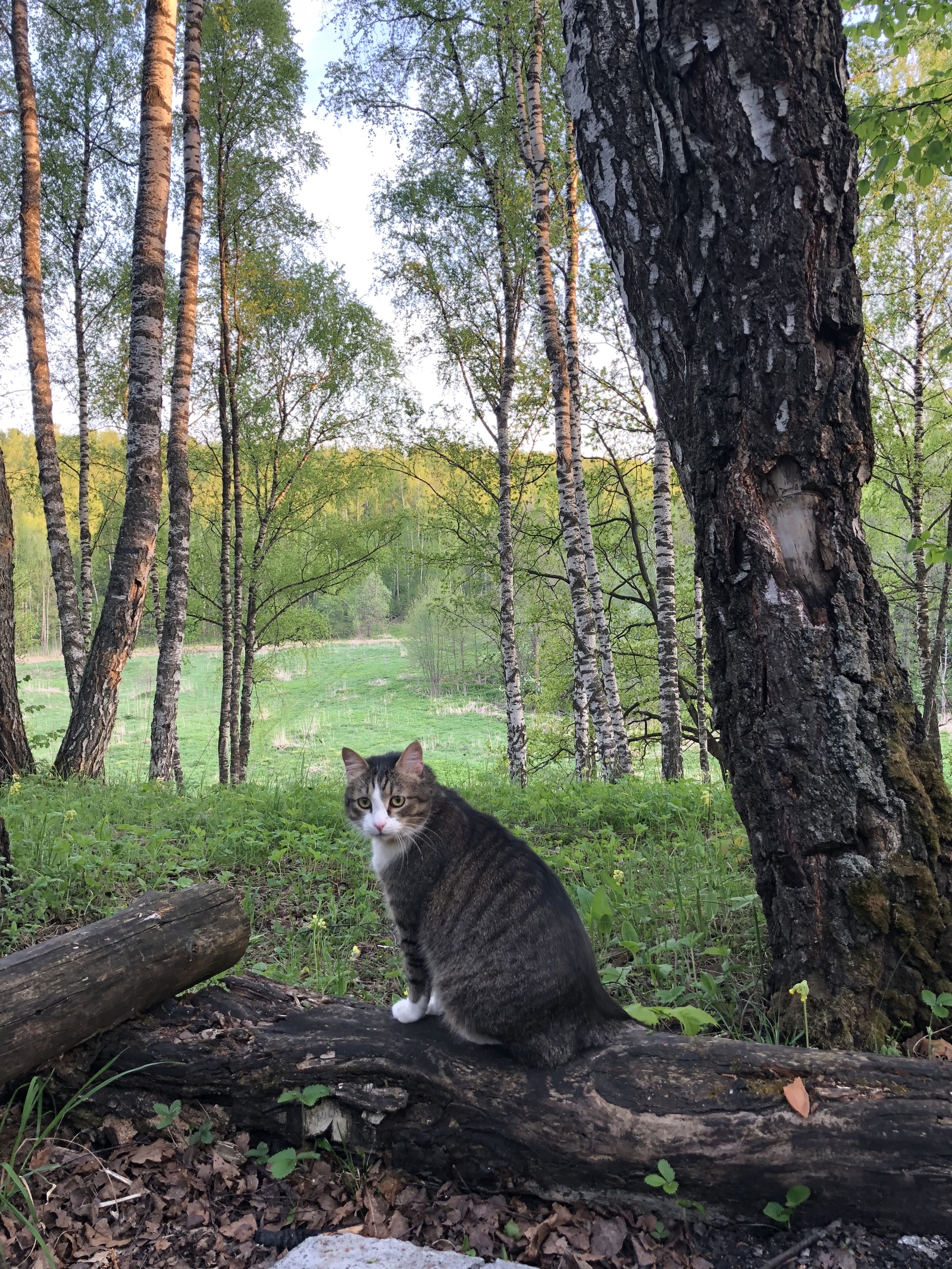 Cats