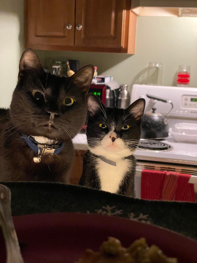 Cats