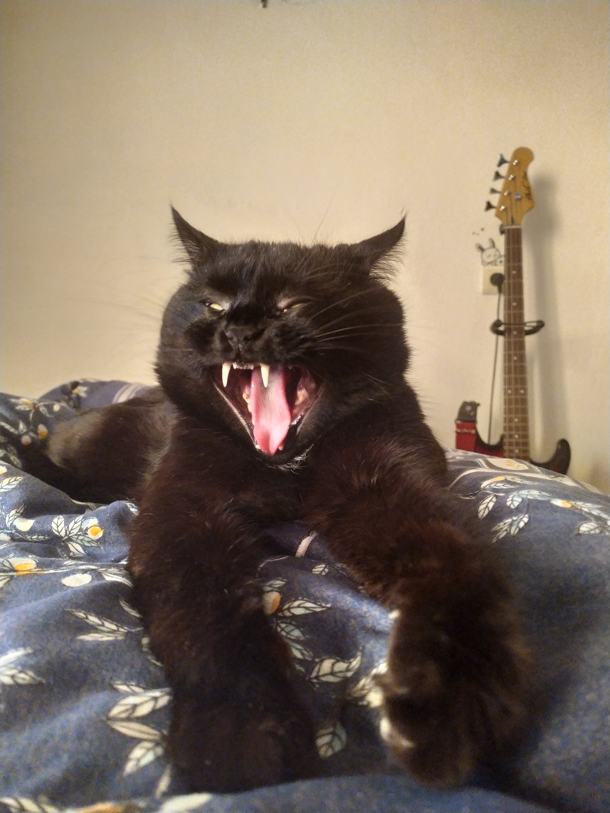 Cats