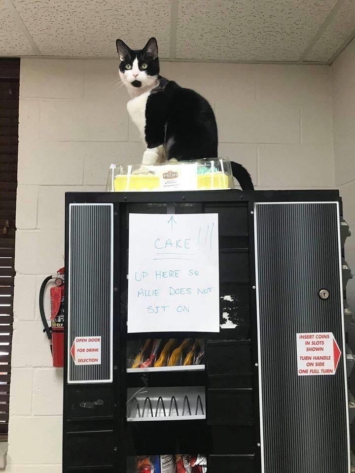 Cats