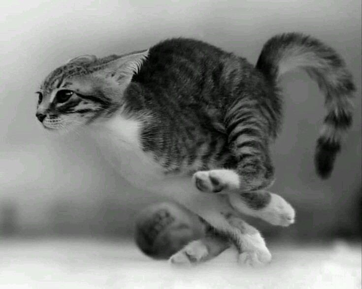 Cats