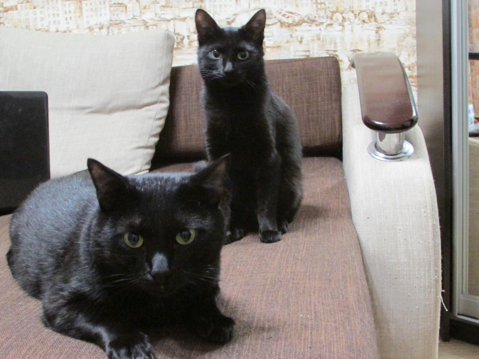 Cats