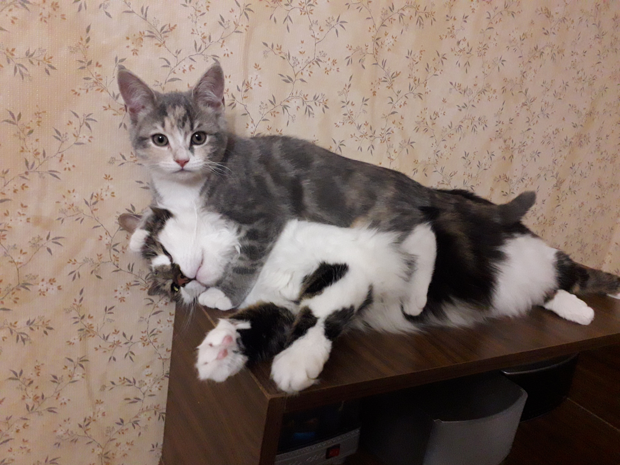 Cats