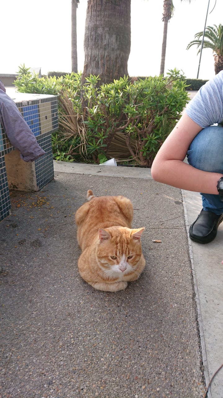 Cats