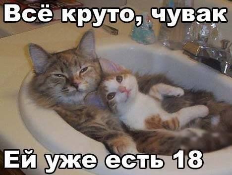 Cats