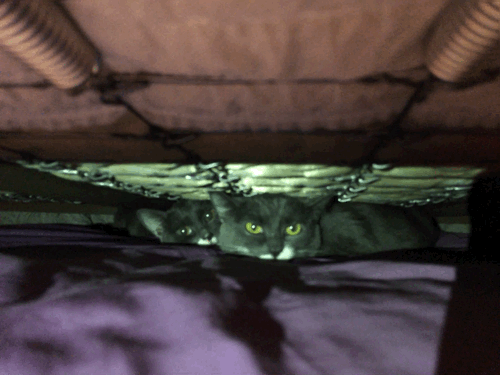 Cats